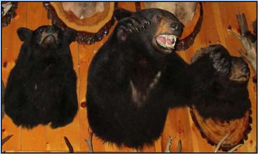 Canada Bear Hunt