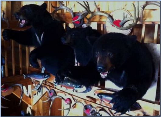 canada bear hunt