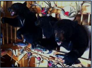 canada bear hunting