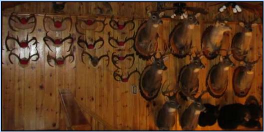Canada Whitetail Deer Hunting